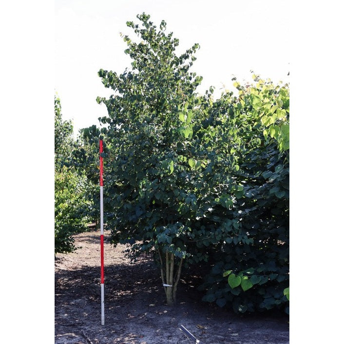 Katsura - Cercidiphyllum japonicum 300-350 MS